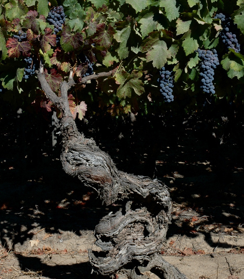 畑＿130年以上の古木が息づく、アパルタの貴重な自社畑