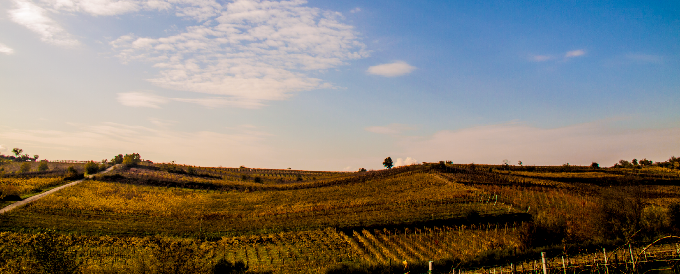 Cantina di Solopaca Soc. Coop.