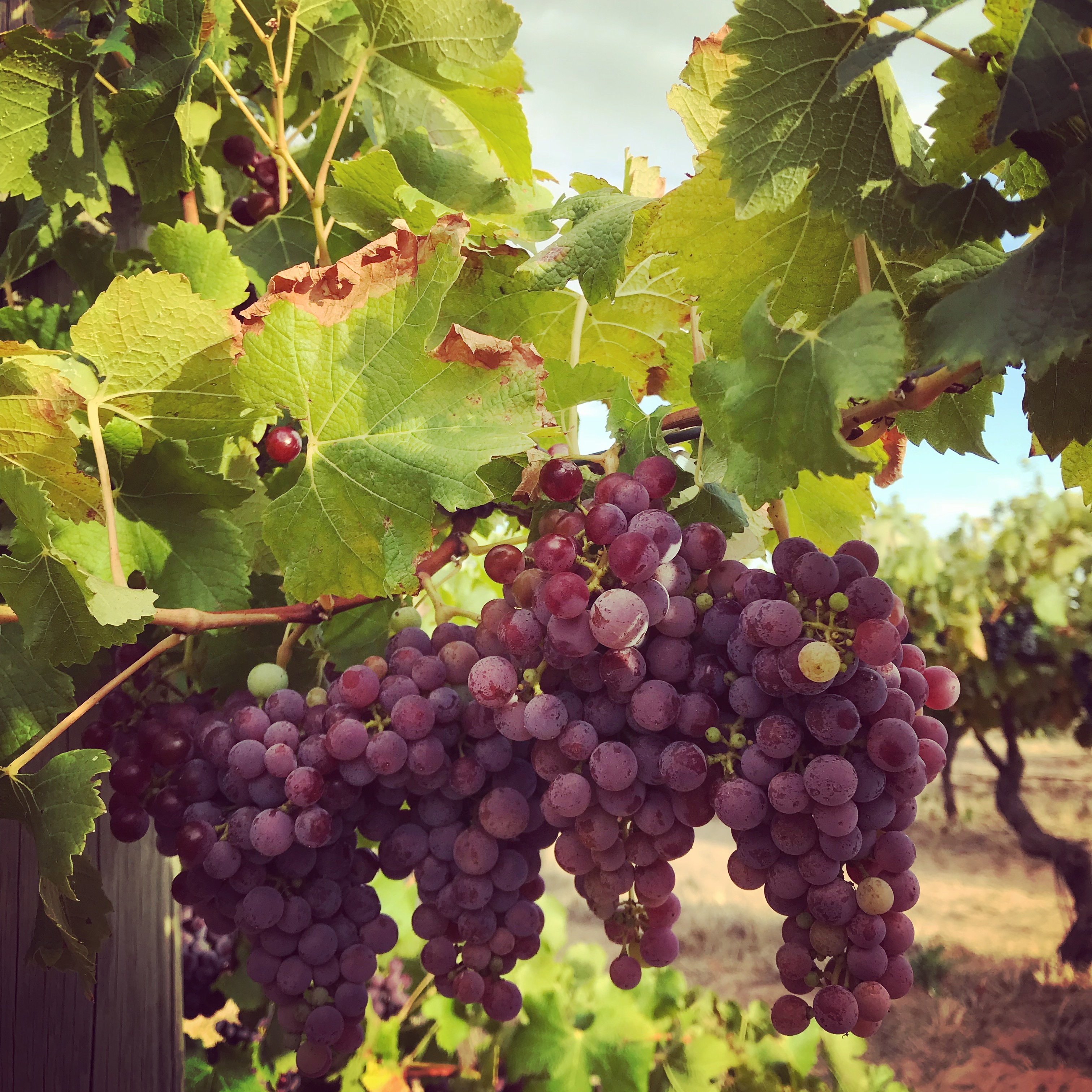 ゲヴュルツ・ボム　ユーモラスなネーミングに込められたゲヴュルツの品種特性