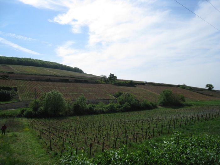 「ブドウが素晴らしいものであればあるほど、人間の手を加えなくても、素晴らしいワインが生まれる」