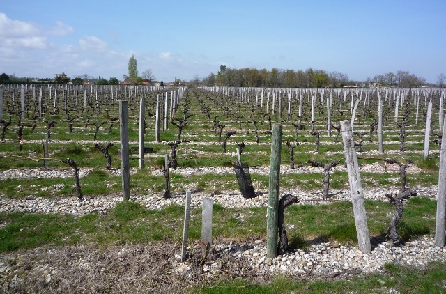 プティ・ヴェルドー40％という、ボルドーにしては珍しく高い比率