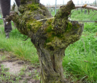 マルゴー村の隣、マコー