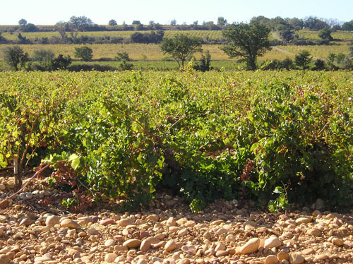 長い歴史とワインへのひたむきな愛情