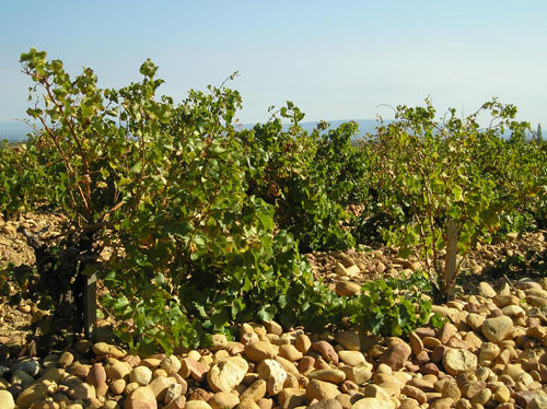 「自然との共存」を大切にした丁寧なブドウ栽培