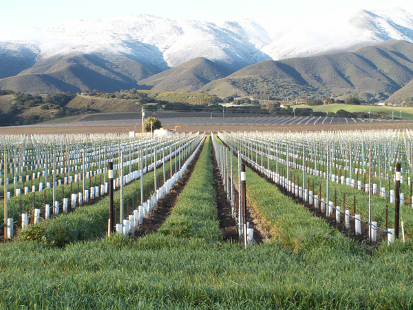 それぞれのブドウ品種の特性に合わせ産地を厳選。カリフォルニアの醍醐味が楽しめるバリューワイン。