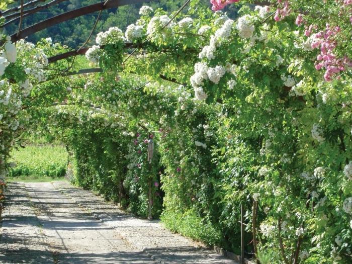 ローマ時代の大邸宅の跡地に広がるブドウ畑と、フランスで最も美しい庭の一つに数えられる庭