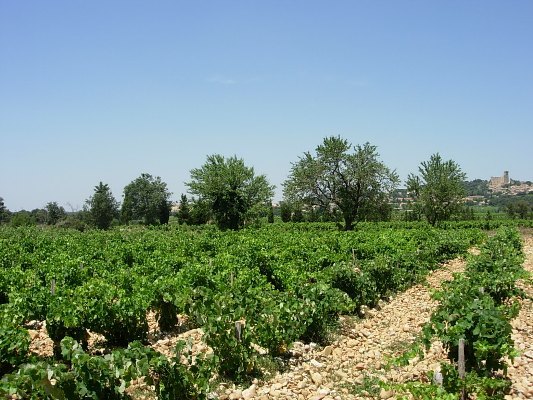 出来るだけリーズナブルにパプの魅力を！！