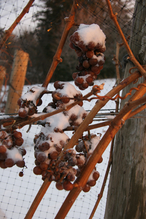 収穫前の自然に凍ったブドウ