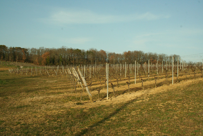 人と自然に敬意を払ったワイン造り