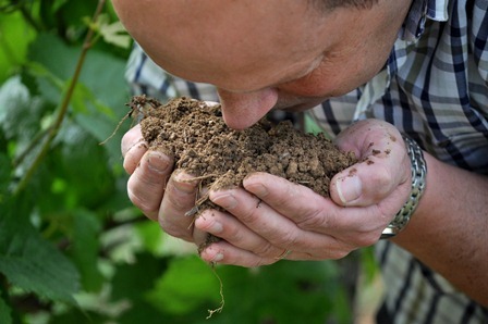 ピュアでフルーティ。優しく透明感のあるピノ・ノワール