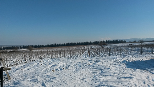 パパリ・ヴァレーのブドウ畑（冬）