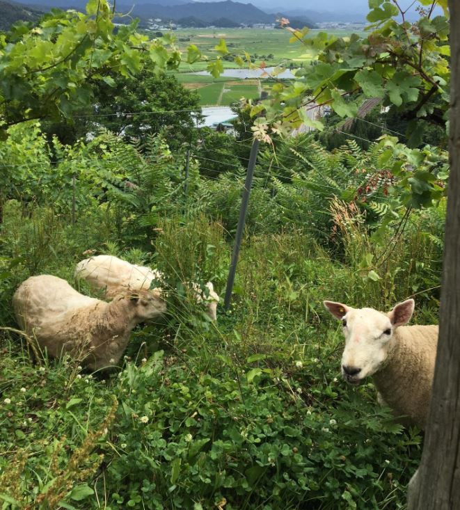 畑に放牧されている羊達