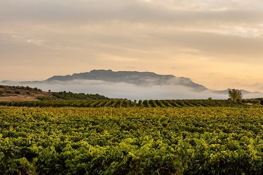 BODEGAS BERONIA