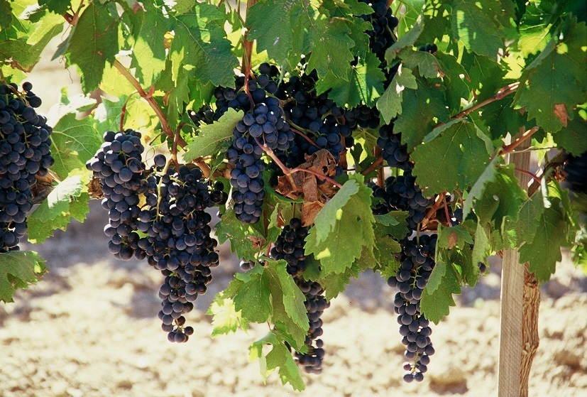健康で品質の高いブドウ