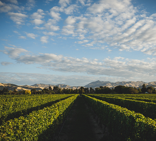 Marlborough Valley Wines