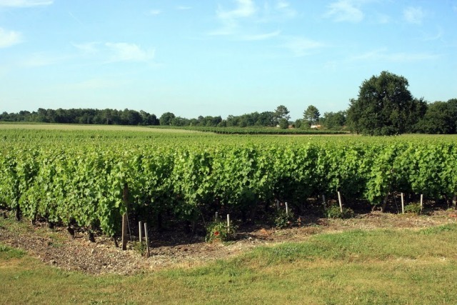 リーズナブルながら、貴腐ブドウ主体の甘口ボルドー