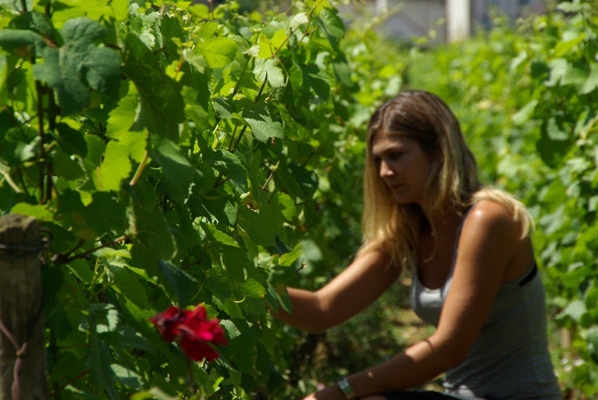 ジュヴレ･シャンベルタンでいち早く有機栽培をはじめたドメーヌ。 有機栽培においてエコセールの認証を取得した上で、ビオディナミ農法を実践しています。