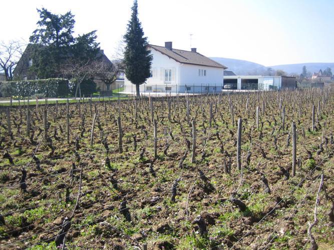 名手パトリック･マロワイエ氏とは？