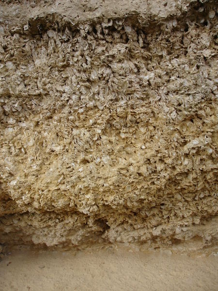 6,430万年〜160万年前のカキの化石土壌がもたらす複雑な風味