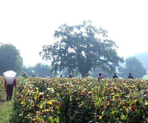 夫婦が自然と向き合いながら営む新しく小さな自然派ドメーヌ。