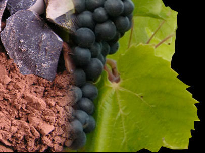 カカオとワイン。奇跡の出会い。